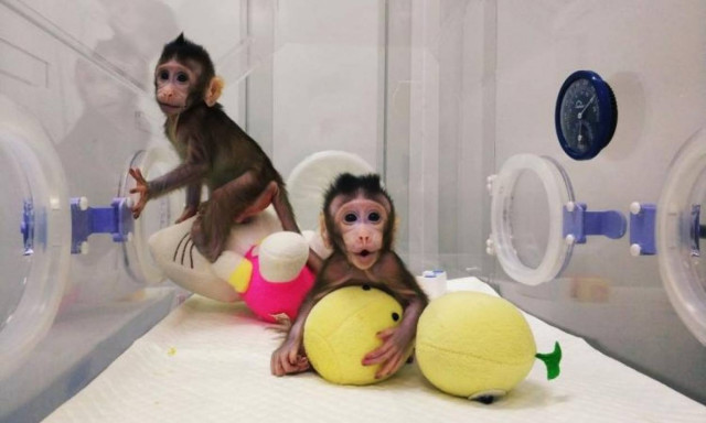 Απίστευτο: Επιστήμονες κλωνοποίησαν μαϊμούδες για πρώτη φορά – Επόμενο βήμα ο άνθρωπος; (Vid)