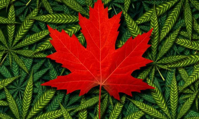 Καναδάς: Ξόδεψαν σχεδόν τέσσερα δισεκ. ευρώ για να αγοράσουν κάνναβη