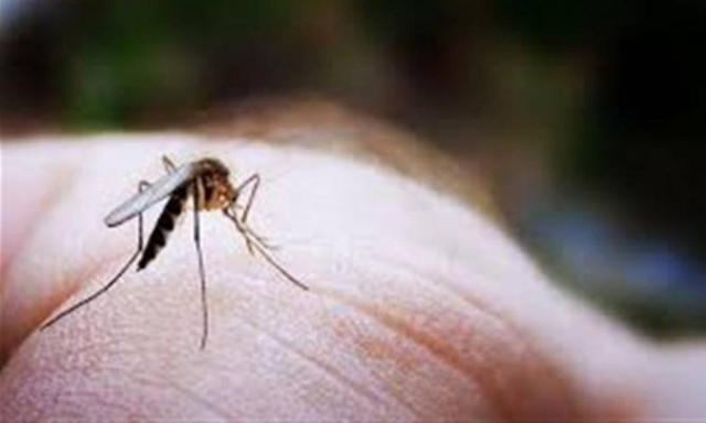 Αν τραβάτε πάνω σας τα κουνούπια, βαράτε τα, γιατί...