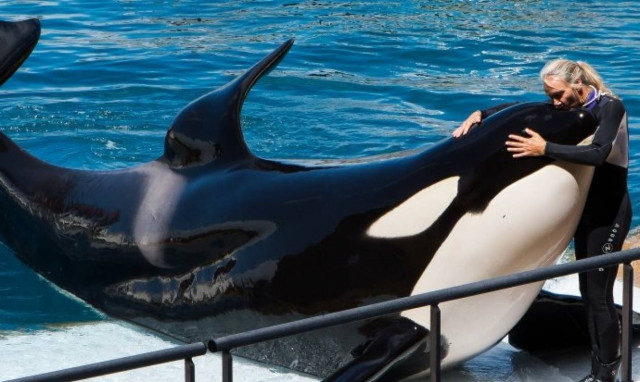 Απίστευτο: Αυτή είναι πρώτη όρκα που «μιλάει» την ανθρώπινη γλώσσα! (Vids)