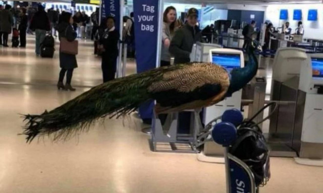 Συνέβη κι αυτό: Γυναίκα ήθελε να πετάξει για Λος Άντζελες παρέα με το… παγώνι της! (pics)