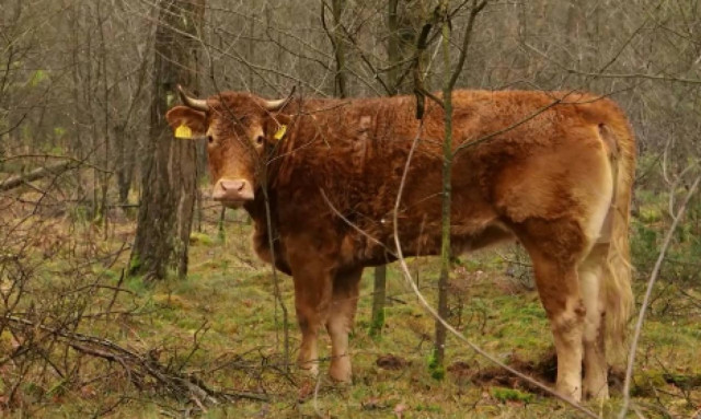Κάνουν έρανο για να βγει στην σύνταξη μία ….αγελάδα!