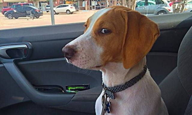 Η κρίσιμη στιγμή! Αυτοί οι σκύλοι συνειδητοποιούν ότι δεν πηγαίνουν βόλτα αλλά στον κτηνίατρο (pics)