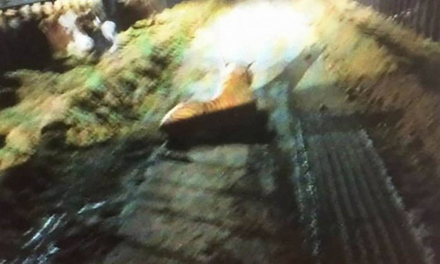 Σκωτία: Πανικός σε φάρμα από μια... λούτρινη τίγρη!