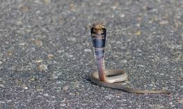 ΣΟΚ: Κόμπρα επιτέθηκε και δάγκωσε στο πρόσωπο 6χρονη