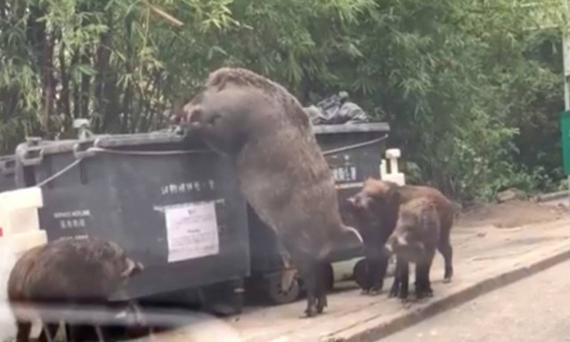 Τεράστιος αγριόχοιρος τρομοκρατεί δημοτικό σχολείο (video)