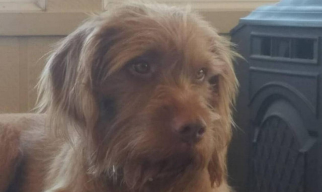 Viral: Όχι, ο Άνγκους δεν μπορεί να είναι υποψήφιος για κυβερνήτης του Κάνσας. Είναι κυνηγόσκυλο!