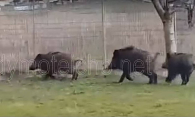 Απίστευτο βίντεο: Τα αγριογούρουνα βγήκαν… παγανιά στο Διδυμότειχο (vid)