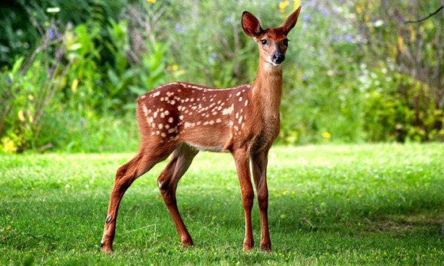 Ελαφάκι βρέθηκε νεκρό στη Ρόδο - Δηλητηρίαση με φυτοφάρμακα καταγγέλλουν οι πολίτες