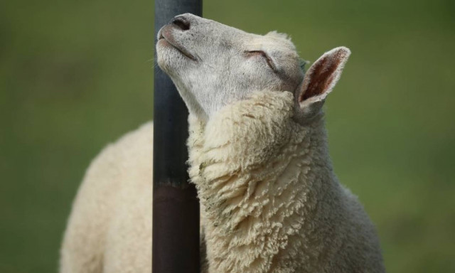 Απίστευτο! Επιστήμονες δημιούργησαν έμβρυα προβάτων με ανθρώπινα κύτταρα