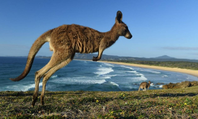Απίστευτες εικόνες: Κυνηγός τα «έβαλε» με καγκουρό και... το μετάνιωσε πικρά! (pic)