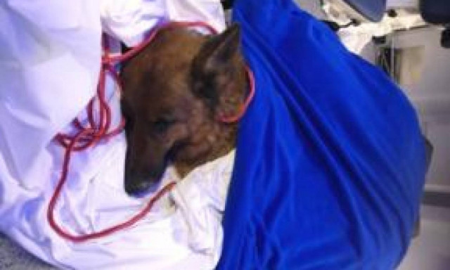 Σκυλίτσα χάθηκε στη Γερμανία και βρέθηκε... στην Ελβετία!