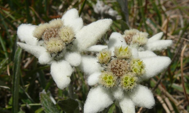 Εντελβάις - Edelweiss: Το ξεχωριστό Doodle της Google για αυτό το μοναδικό φυτό