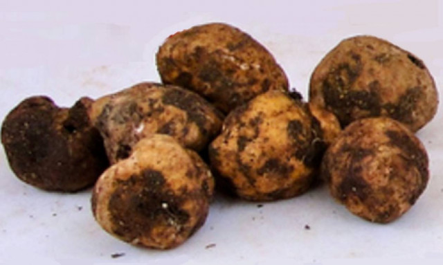 Τουρκία: Αστρονομικό πρόστιμο σε βάρος Ιταλού που κατηγορήθηκε για λαθρεμπόριο τρούφας