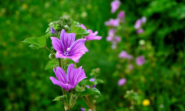 Καιρός για εκδρομή! Δείτε πού θα «σκαρφαλώσει» ο υδράργυρος το Σαββατοκύριακο