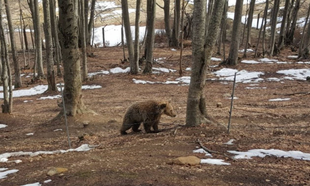 Bears wake up from hibernation at Arcturos sanctuary
