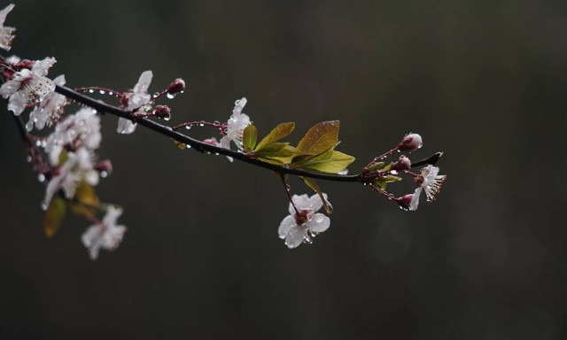 Καιρός: Ποια Άνοιξη; Βροχές και χιόνια από την Κυριακή