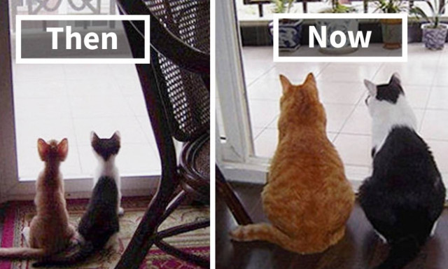 Viral: 30 καταπληκτικές «πριν και μετά» φωτογραφίες κατοικίδιων που μεγάλωσαν μαζί