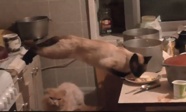 Δεν υπάρχει η συγκεκριμένη γάτα! Τρώει και κάνει ισορροπία (vid)