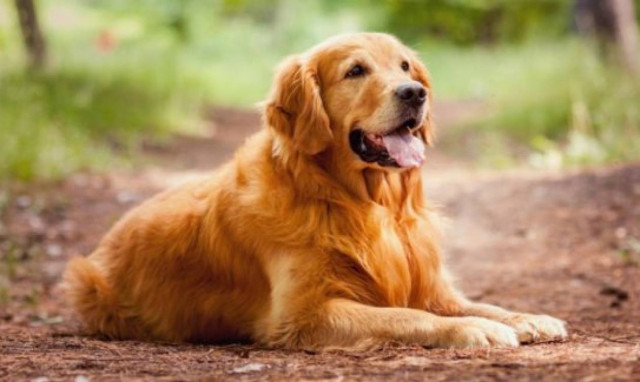 Απέσυρε η κυβέρνηση το νομοσχέδιο για τα ζώα συντροφιάς