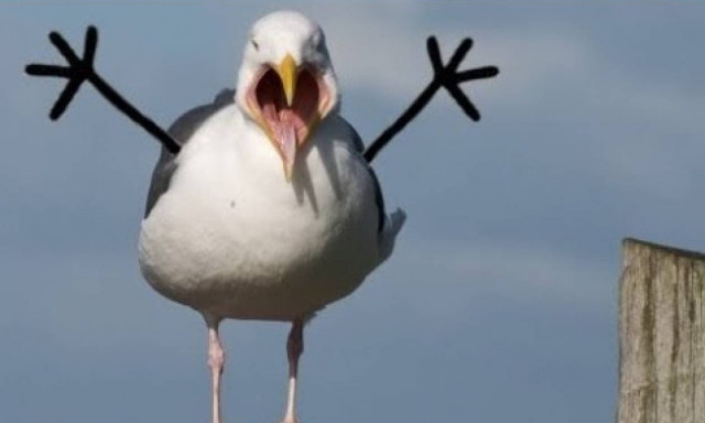 Drones και ψεύτικα αυγά στον «πόλεμο» κατά των γλάρων του Βελγίου