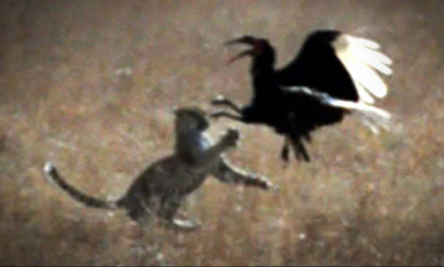 Αρπακτικά πουλιά σκότωσαν τις γάτες του και η εκδικητική του αντίδραση σόκαρε τους δικαστές