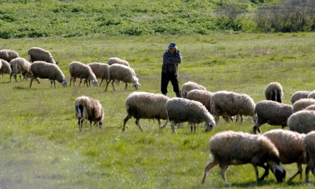 Ηράκλειο: Του έσφαξαν 200 αρνιά για να τον... εκδικηθούν