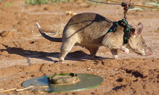 Γιγάντιοι αρουραίοι εκπαιδεύονται για να εντοπίζουν νάρκες (videos+pics)