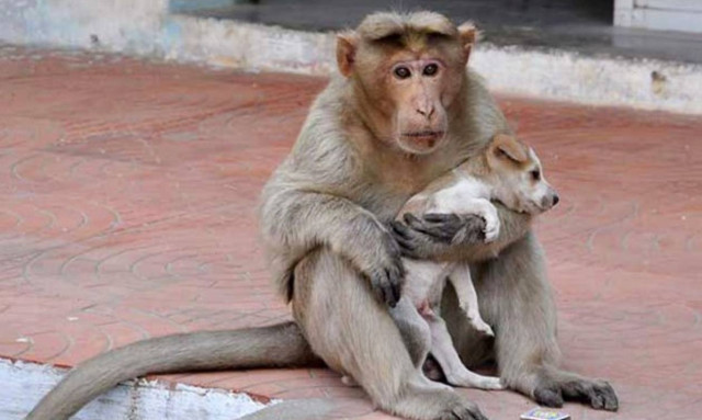 Ανήκουστη τραγωδία: Μακάκος άρπαξε βρέφος και το πέταξε σε πηγάδι