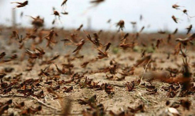 Ακρίδες «έπνιξαν» τη δυτική Μυτιλήνη και απειλούν τις καλλιέργειες