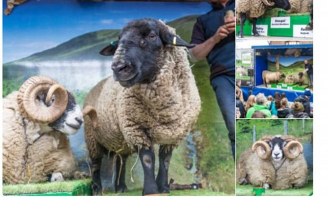 Ξεκαρδιστικό βίντεο: Το αρνί το... 'σκασε!