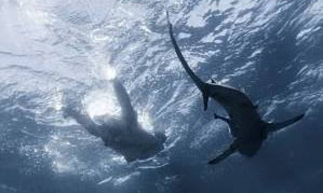 Μην κοιτάξεις στο νερό! Καρχαρίες κολυμπούν κάτω από ανυποψίαστο σέρφερ (pics)