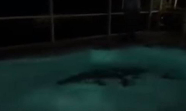 ΗΠΑ: Αλιγάτορας «βούτηξε» σε πισίνα σπιτιού και προκάλεσε πανικό! (vid)