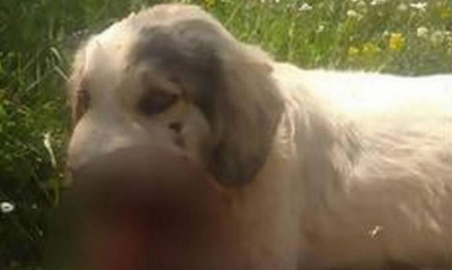 Φρίκη στην Καλαμάτα: Σκότωσαν σκύλο με κροτίδες που του έβαλαν στο στόμα