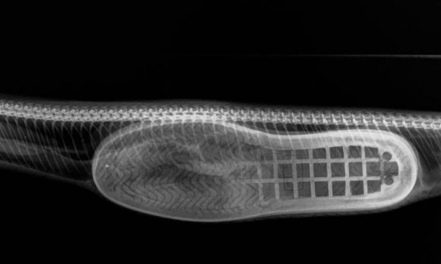 Δεν πάει ο νους σας τι απεικονίζει η συγκεκριμένη εικόνα (pics)