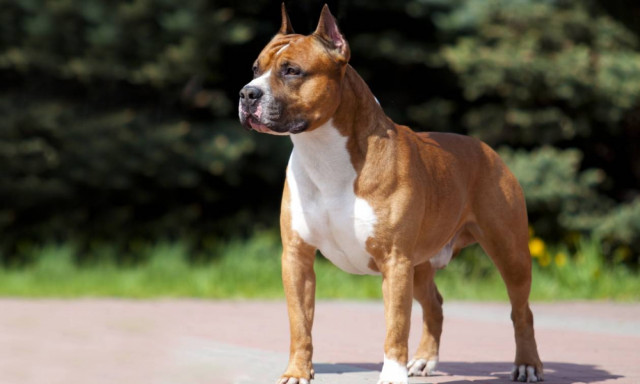 Τραγωδία: Σκύλος σκότωσε επτά μηνών βρέφος