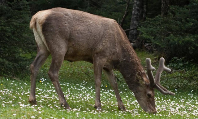 WWF: Κινδυνεύει με εξαφάνιση το κόκκινο ελάφι στην Ελλάδα