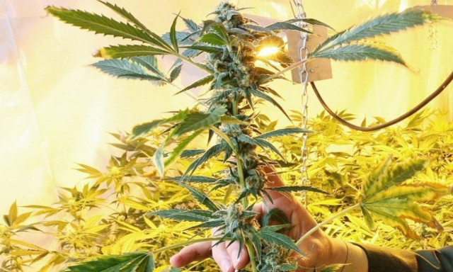 Ρέθυμνο: Εντοπίστηκαν «ορφανά» δενδρύλλια κάνναβης