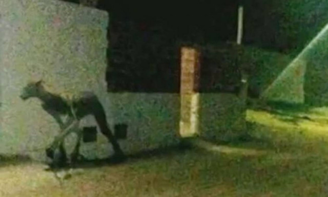 Μυστηριώδες πλάσμα σκορπά τον τρόμο στην Αργεντινή