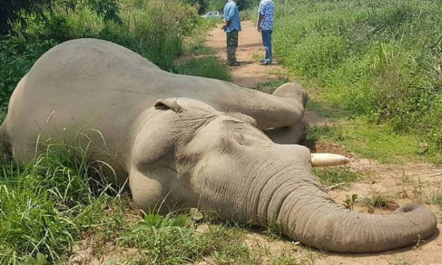 Ανθρωποκυνηγητό για τον άνδρα που προκάλεσε ηλεκτροπληξία σε ελέφαντες