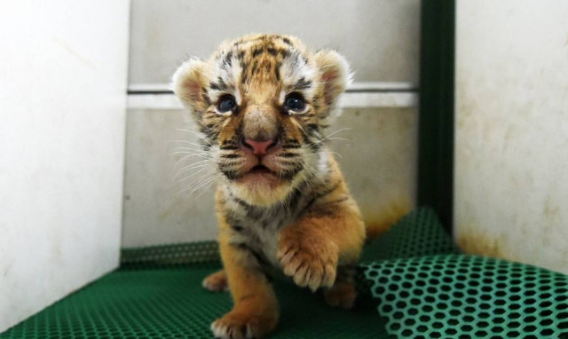 Κίνα: Γεννήθηκαν τριάντα σπάνια τιγράκια Σιβηρίας (video)