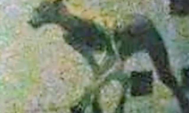 Dogzilla: Συνεχίζεται το θρίλερ με το απόκοσμο «τέρας»