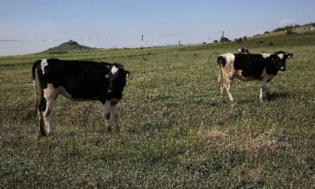 Δέσμευση μεγάλης ποσότητας ακατάλληλων ζωοτροφών στον Πειραιά