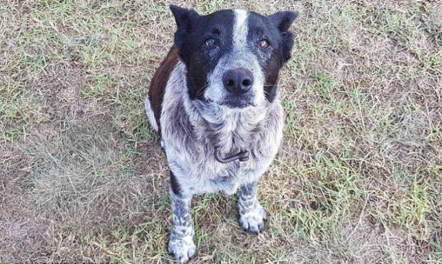 Σκύλος έμεινε 15 ώρες στο πλάι 3χρονης που χάθηκε στο βουνό!
