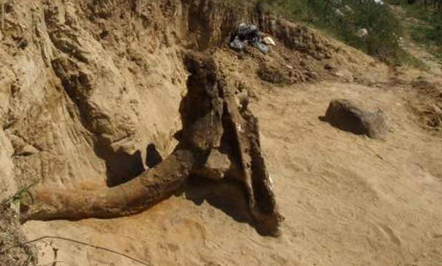 Βρέθηκε προϊστορικός ελέφαντας 8 εκατ. ετών!