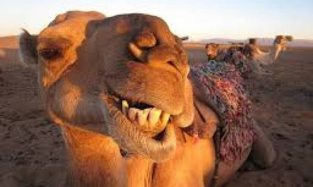 Το γάλα… καμήλας κάνει θραύση και πουλά σαν τρελό!