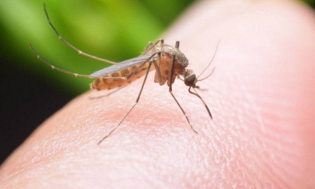 Έτσι θα αποφύγετε το τσίμπημα των κουνουπιών!