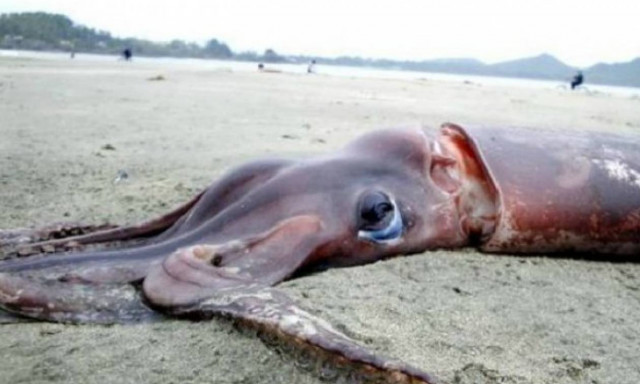 Τρόμος στο νερό: Το θρυλικό «κράκεν» ζει και αυτή είναι η απόδειξη! (pics + vid)