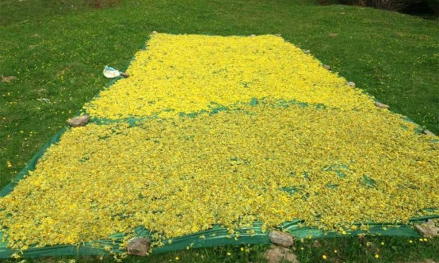 Σαρώνουν οι Αλβανοί τα βουνά της Ελλάδας - Χωρίς τέλος η «λεηλασία» σπάνιων βοτάνων στα σύνορα