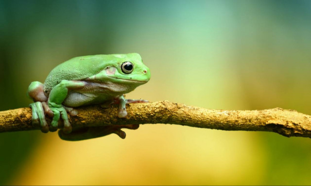 Βιολογικός «Αρμαγεδδών»: Φονικός μύκητας αφανίζει τα βατράχια σε όλο τον πλανήτη (Vid)